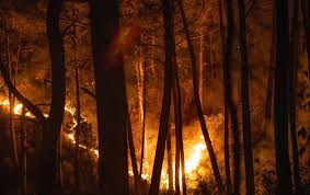 Turquie: rumeurs et fake news se multiplient sur les feux de forêts meurtriers