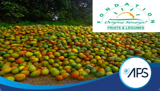 La Mangue sénégalaise, un trésor inexploité à Sangalkam