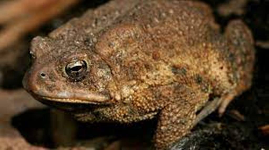 Madagascar: la prolifération du crapaud asiatique met en danger l'écosystème de l'est du pays