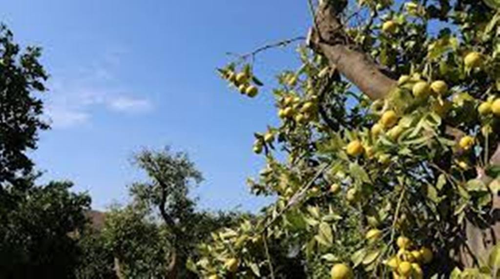 En Afrique du Sud, le marché florissant des agrumes