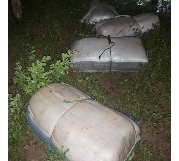 Kaolack : plus de 500 kilogrammes de chanvre indien saisis par la Douane