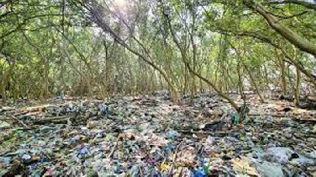 Philippines : dans la baie de Manille, les dernières forêts de mangrove étouffent sous le plastique