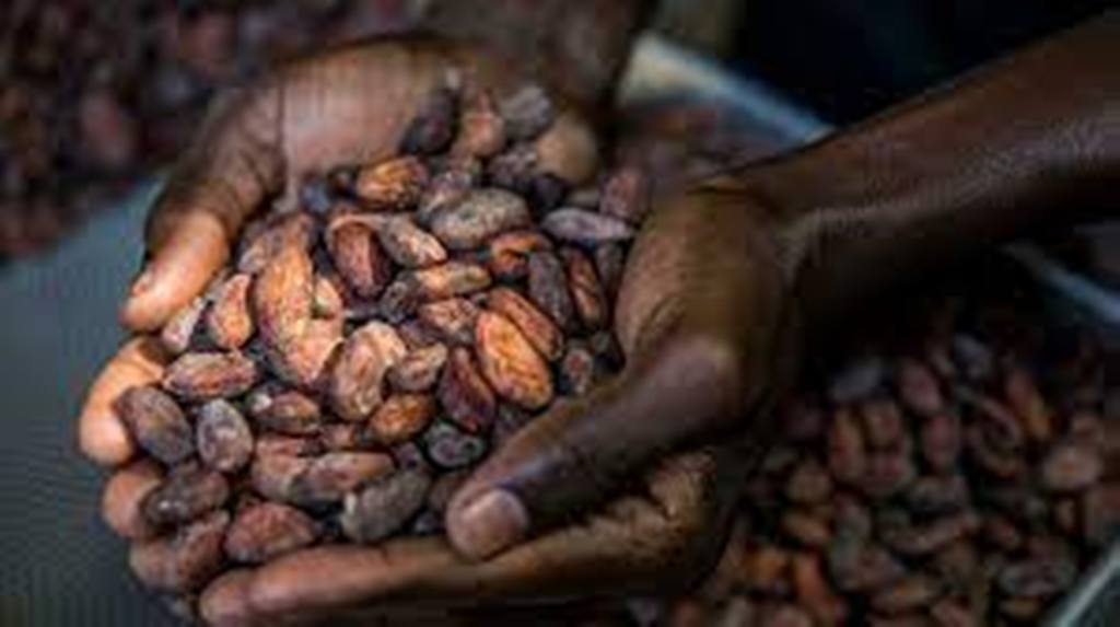 Nouvelle ère pour les exportateurs ivoiriens de cacao