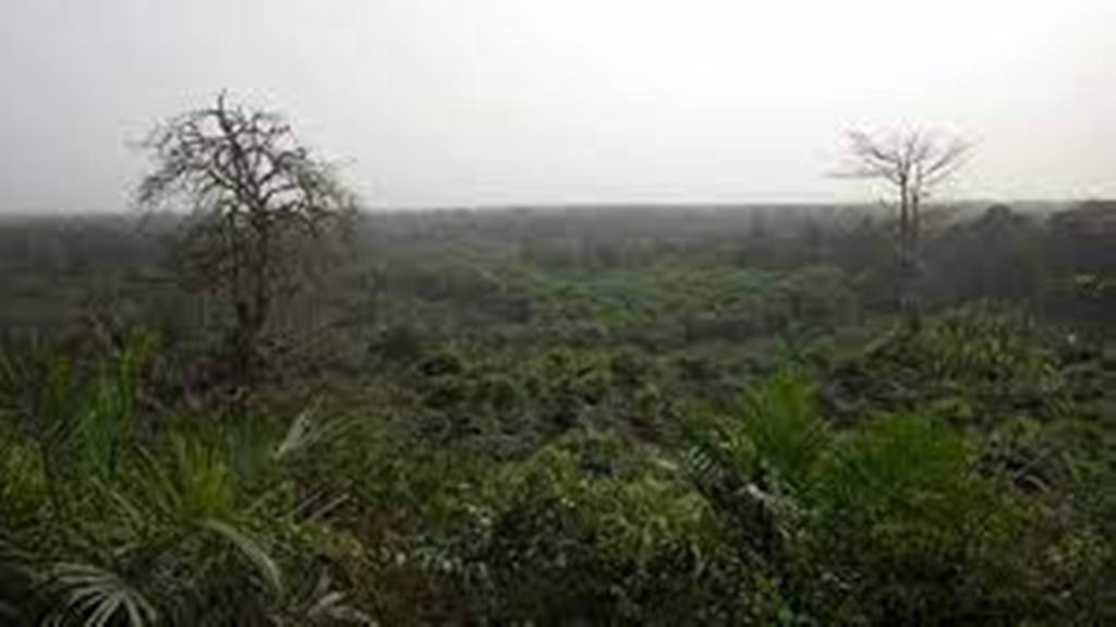Environnement: la Côte d'Ivoire mise sur les drones pour reboiser ses forêts