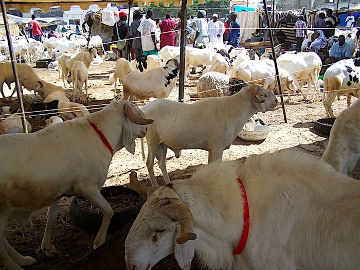 Rareté du mouton durant la Tabaski 2013 : Macky SALL  veut désormais l’autosuffisance en moutons