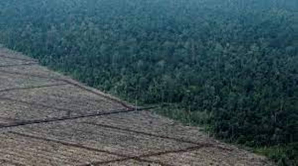 Gaz à effet de serre, déforestation: doutes sur les chiffres produits par la Malaisie et l'Indonésie