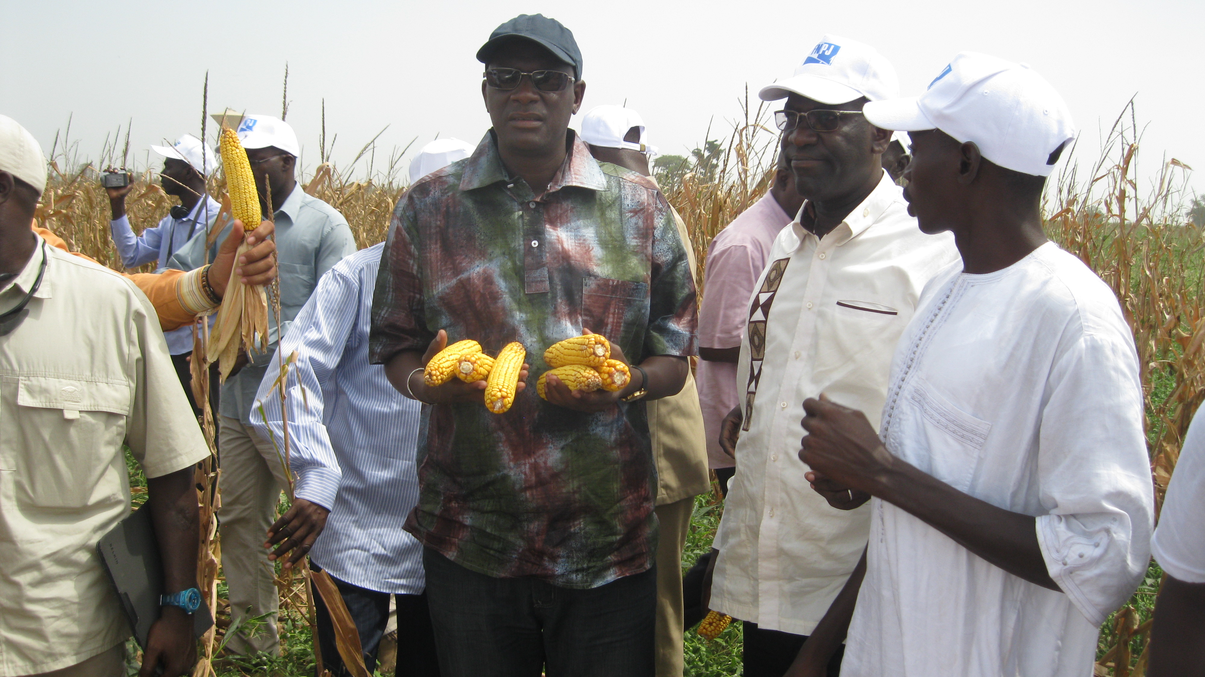Nioro - Fermes agricoles du FNPJ : près de 300 tonnes de maïs par ferme attendus
