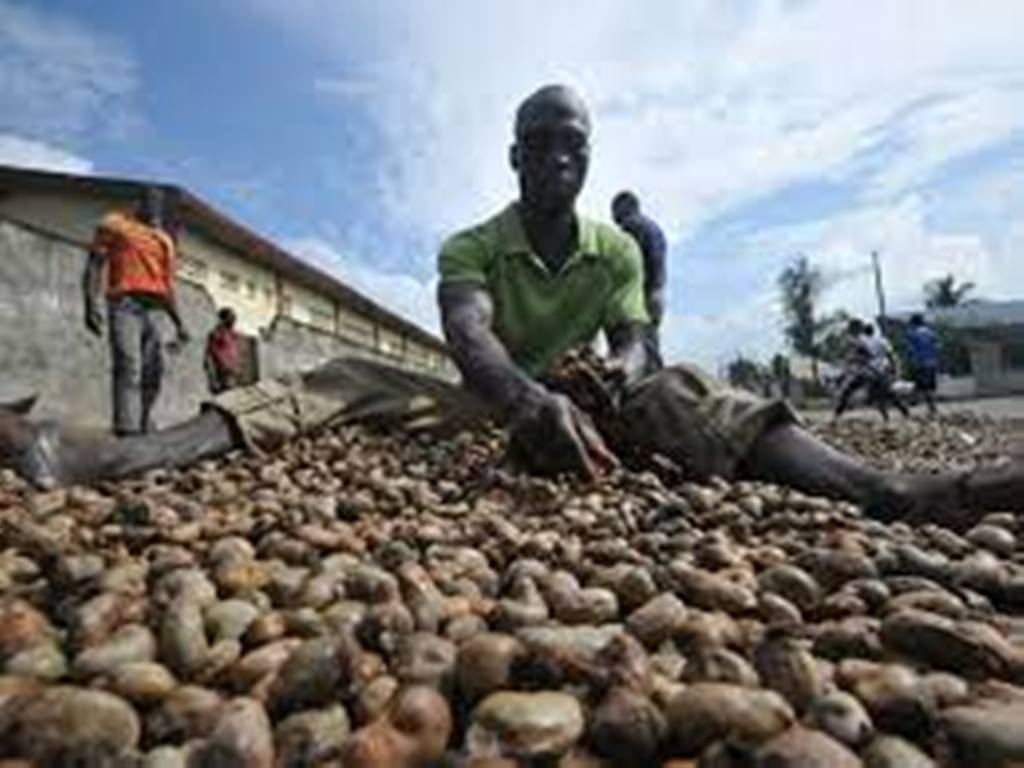 Côte d’Ivoire : les industriels de la noix de cajou s’inquiètent de la concurrence étrangère