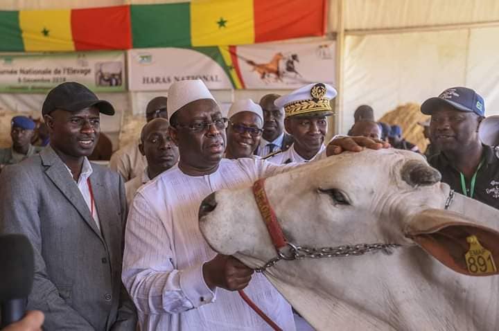 Macky Sall veut mettre fin au vol de bétails et aux conflits entre éleveurs et agriculteurs