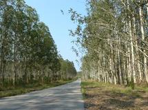 Récidiviste dans un scandale foncier à Keur Massar: le responsable libéral, Idy Wellé élit domicile dans la forêt de Mbao