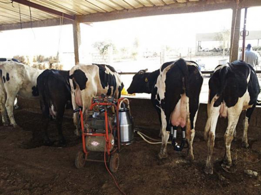 Elevage Sénégal: 1242 génisses gestantes réceptionnées pour booster la production laitière