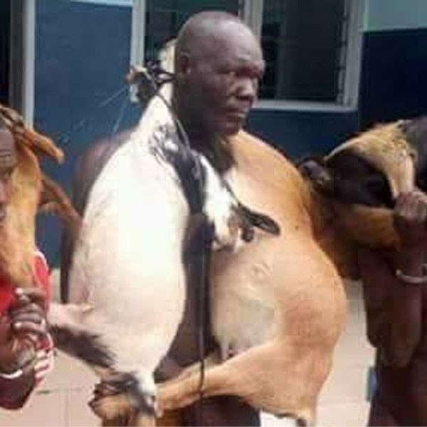 Kebemer: un vieillard de 75 ans jugé pour vol de 2 chèvres, sa famille souhaite qu'on lui injecte un paralysant