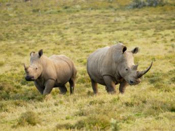 Rhinocéros. Getty Images/Juergen Ritterbach