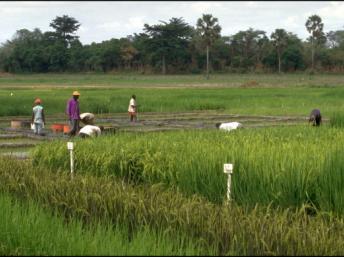 Lancement de l'«offensive riz» en Côte d'Ivoire