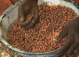 Encore un scandale de détournement  de 20 milliards dans les marchés de semence d’arachide