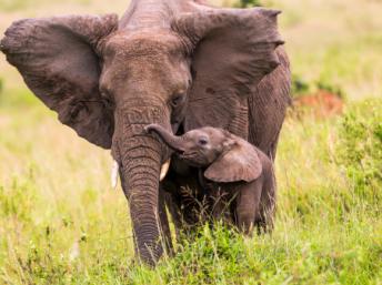 Un éléphant d'Afrique (Kenya) et son éléphanteau. Sadi Ugur OKÇu