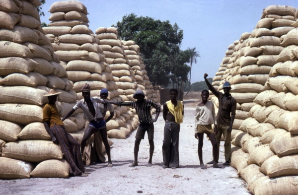 Campagne de commercialisation de l’arachide : Abdoulaye Seck mobilise 21,5 milliards