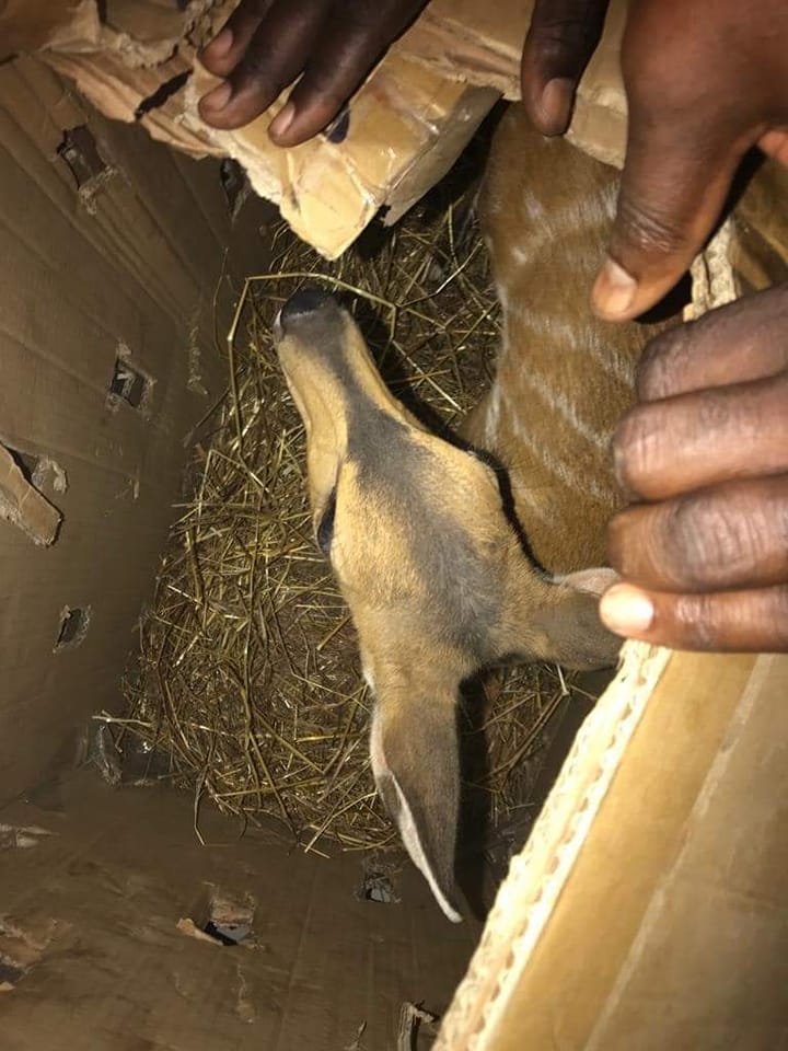 Criminalité faunique : Une antilope saisie à la frontière sénégalo-gambienne