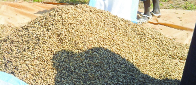 Campagne arachidière: l'Etat maintient le prix à 200 F CFA, malgré le boycott des huiliers 