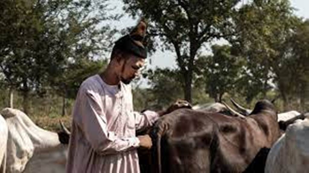 Centrafrique: transhumance à haut risque, la cohésion sociale en péril