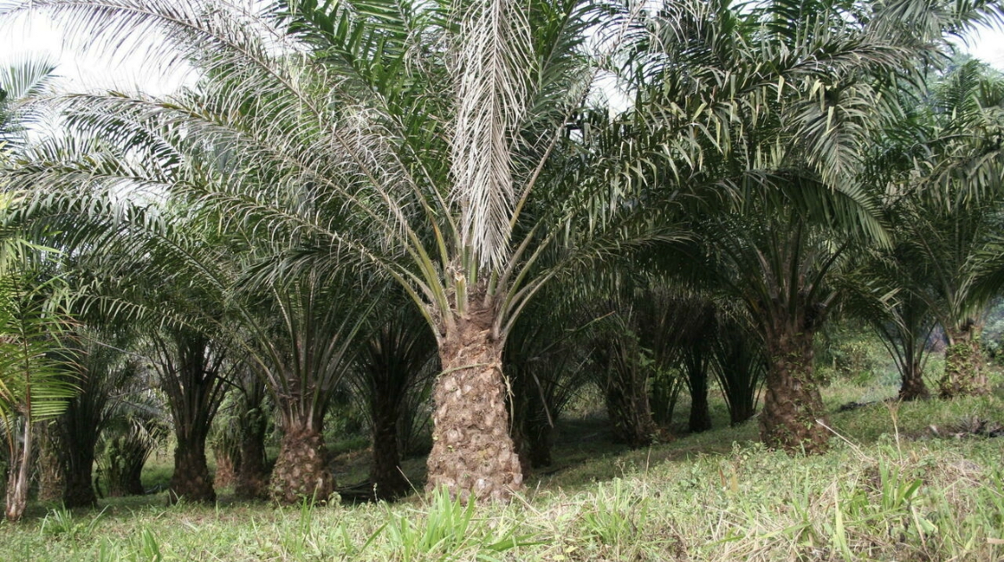 Cameroun: l'exportation de l'huile et des céréales suspendue