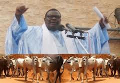 Le coup de force de Cheikh Béthio au Magal: bœufs, chameaux et buffle par milliers