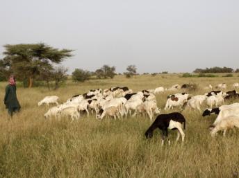 C'est une querelle entre un villageois de Borgou et des éleveurs qui serait à l'origine du conflit sanglant. Getty Images / Godong/Contributeur