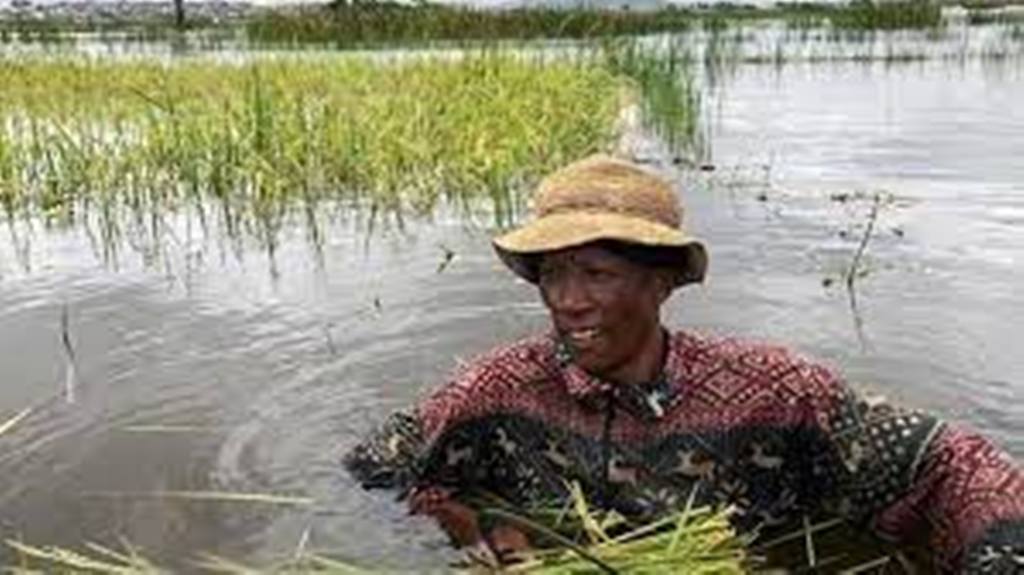 Inondations à Madagascar: la course contre la montre pour les riziculteurs