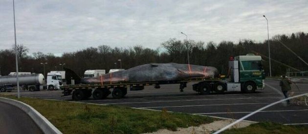 Lorraine : la "baleine" de l'autoroute A31