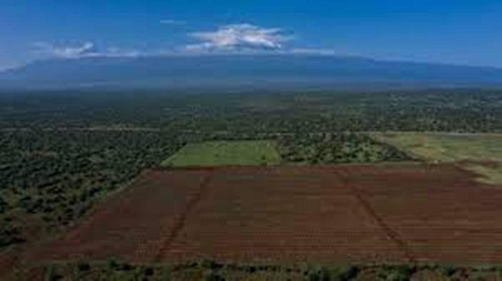 Kenya: le vol d'avocatiers se multiplie