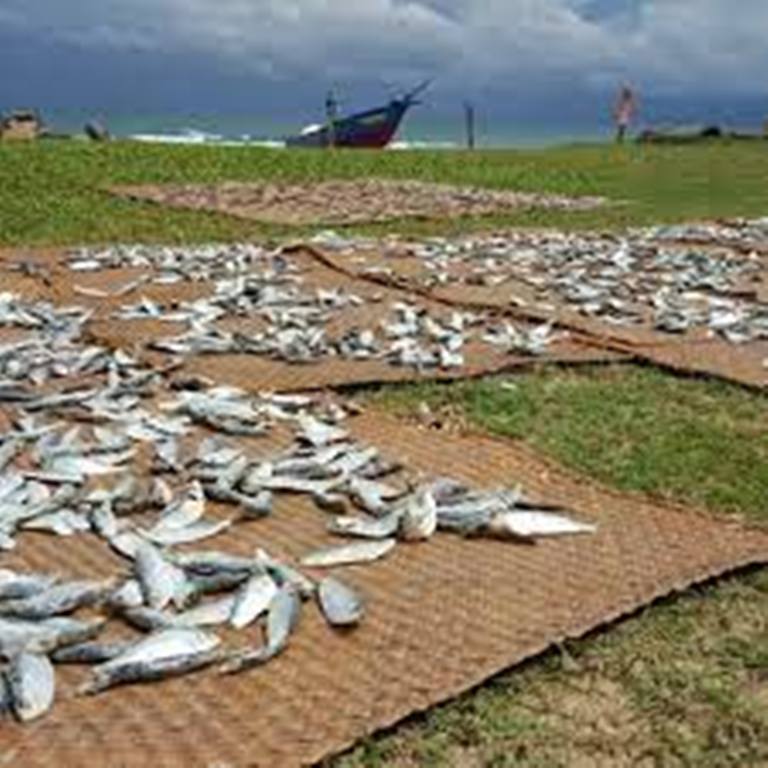 Malaisie: la pollution marine aux microplastiques se retrouve jusque dans l'assiette