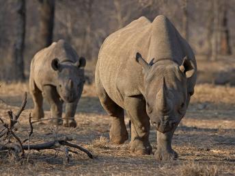 Etats-Unis: la chasse au rhinocéros namibien fait polémique
