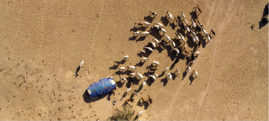 Tchad: des morts lors de nouveaux affrontements entre éleveurs et agriculteurs dans le Sud