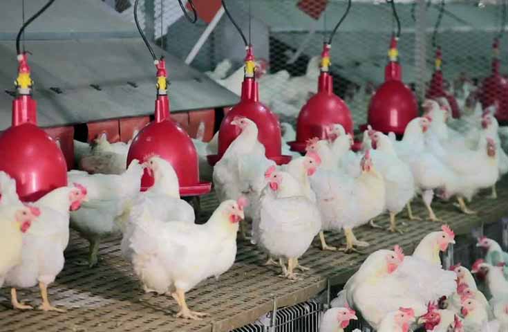 Troisième hausse du prix de l'aliment de volaille en une année: les aviculteurs sur le pied de guerre