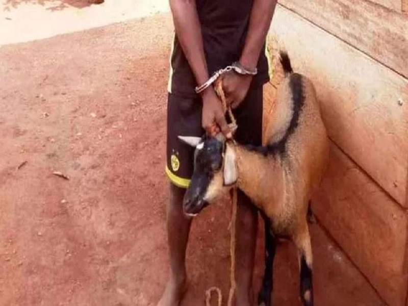 Vol de bétail à Linguère : un jeune de 14 ans tué par balle, son acolyte blessé 