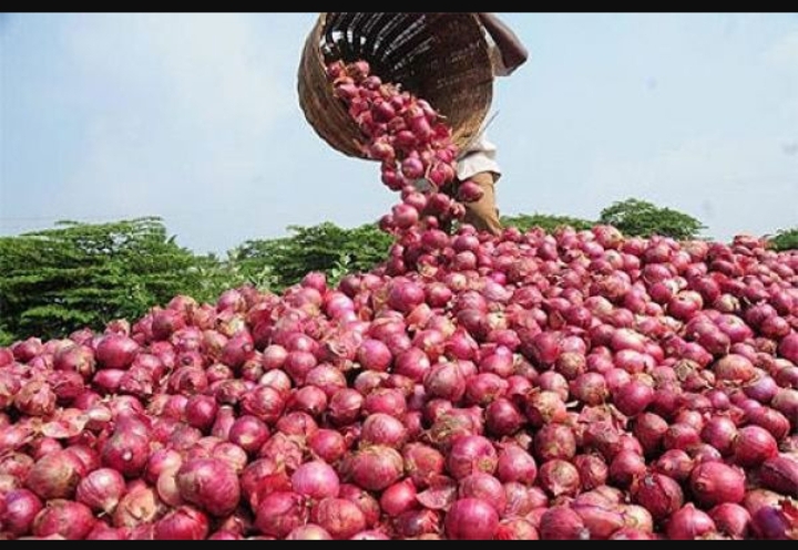 Les professionnels de l'oignon s'inquiètent du début "morose" de la campagne de commercialisation