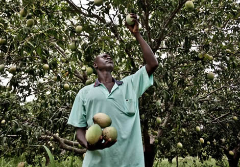 Soutenez les paysans, éleveurs et femmes rurales africains MAINTENANT !