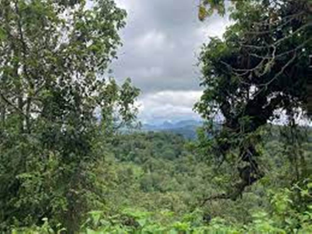 RDC: la forêt du Kahuzi Biega, objet de convoitises et de potentiels
