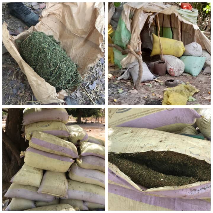 Casamance : Une dizaine de sacs de chanvre indien saisie par l’Armée auprès du MFDC