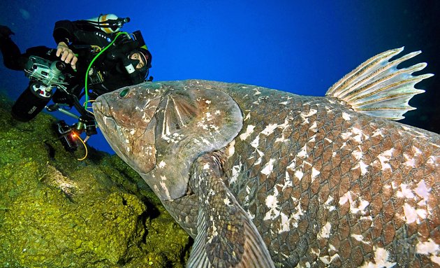 Il a rencontré le plus vieux poisson du monde