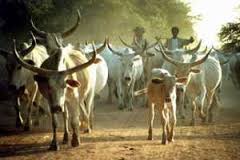 Linguère-Région de Louga: Arrestation du  voleur de taureaux