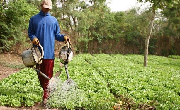 Une étude évoque la nécessité de "nouvelles pratiques agricoles innovantes"  dans les Niayes