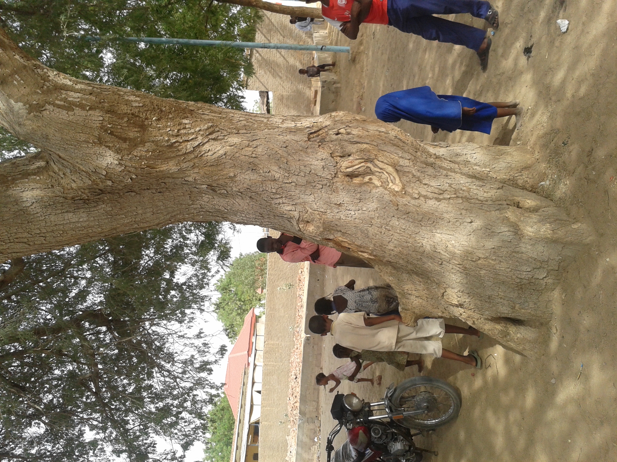 l'arbre fétiche de Clément