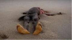 Plage de la communauté rurale de Léona : Un nouveau corp sans vie découvert