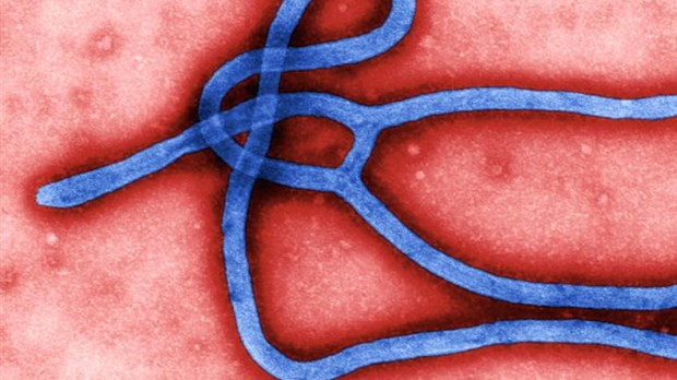 Six clefs pour comprendre l'Ebola