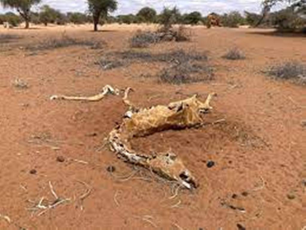 Sécheresse au Kenya: la faune en danger