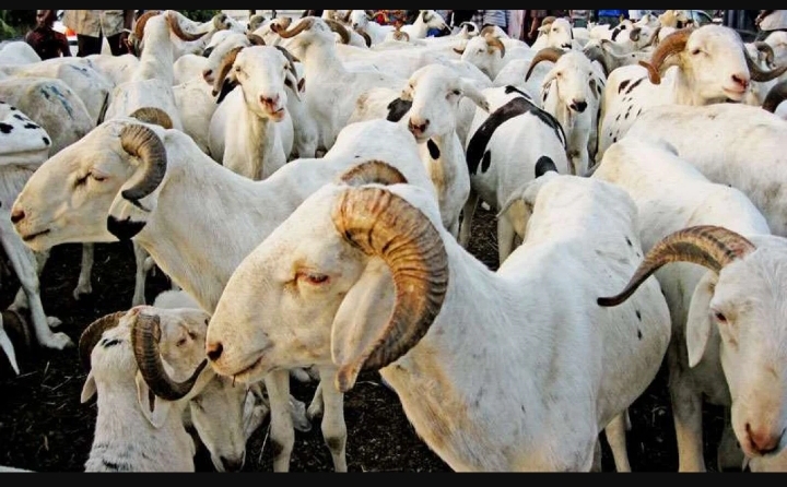 Tabaski : Le ministre de l'Elevage annonce l'arrivée massive de moutons en provence de Kidira