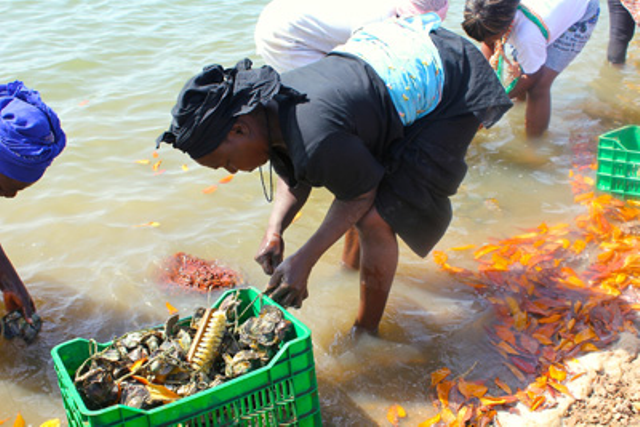 Les perles de la Casamance : Les ostréicultrices sénégalaises, pionnières du développement durable