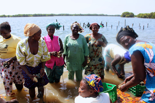 Les perles de la Casamance : Les ostréicultrices sénégalaises, pionnières du développement durable