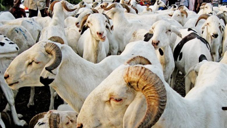 Tabaski : Israël offre des moutons à des familles sénégalaises